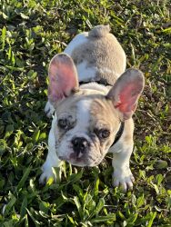 FEMALE MERLE AVAILABLE