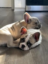 Frenchies cute adorables and compact