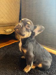 Fluffy french bulldogs for sale