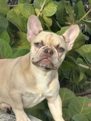 Five month old Male blonde French Bulldog