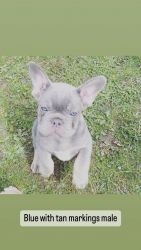 French Bulldog puppies available!