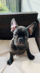 Black brindle, three month old French bulldog puppy