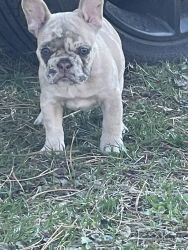 Three female French bulldog, puppies for sale