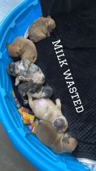Puppies available for pick up May 9th for their forever homes.