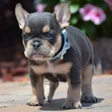 Litter Frenchies ready now