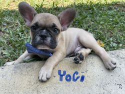 French Bulldogs for sale