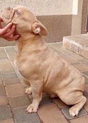 FRESA -5 months Old French Bulldog Import from Ukraine