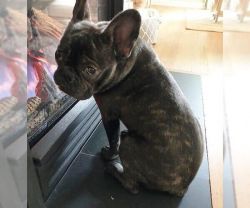 French Bulldog Dogs For Adoption