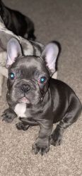 Adorable frenchie female pup
