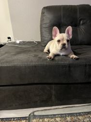 Male Frenchie Lilac Fluffy Carrier
