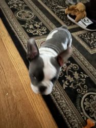 13 week old male frenchie