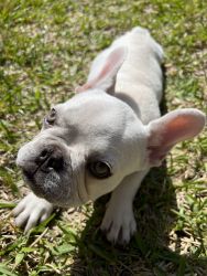 All white female frenchie for sale
