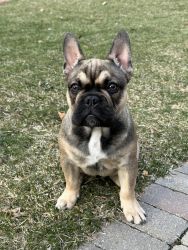 4 month old Frenchie needs a new home