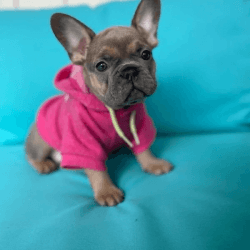 Gorgeous blue with tan points female French Bulldog