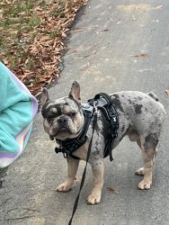 1.5 year old Purebred Male Frenchie