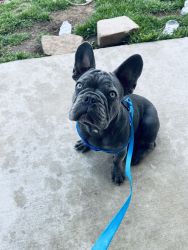 Pure Frenchie