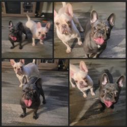 Two Female Frenchies (Sisters)
