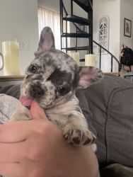 MALE MERLE FRENCHIE FOR SALE