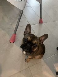 Rehome our French bulldog puppy