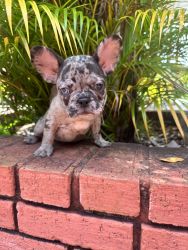 Merle lilac French bulldog for Sale!