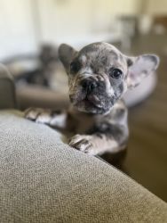 FOR SALE: Pure Bred Merle French Bulldog (Male)