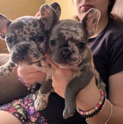 Female French Bulldog Puppies