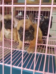 French Bulldog Puppies for Metro Manila Philippines