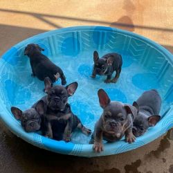 Frenchy Bulldogs puppies available