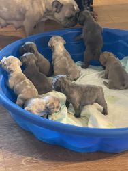 8 week old frenchies for sale