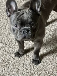 12 month old French Bulldog
