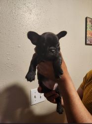 Frenchies looking for a new home