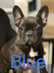 Male French bulldogs