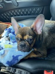 2 year old French bulldog for sale