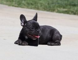 AKC French Bulldog puppies with papers