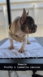 Puppies French bull dog