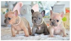 Lovely Kc reg French Bulldog Puppies Ready