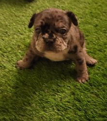 Frenchie pup seeking forever family!