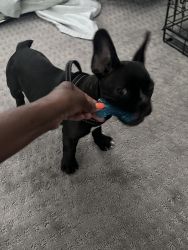 13-Week Male Frenchie Puppy