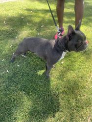 14month Frenchie for sale
