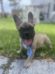 4 month old Frenchie (microchipped, crate trained/potty trained)