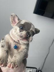Cheap French BullDogs for Sale!!