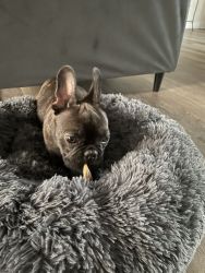 Beautiful male Frenchie for sale