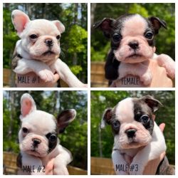 Frenchton Puppies Available
