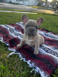FRENCHIE PUP