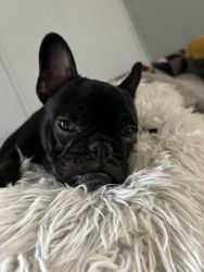 7 Month Old French Bulldog