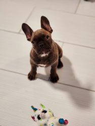 French Bulldog female puppy for sale, vaccinated, free Crate, bed,bow,