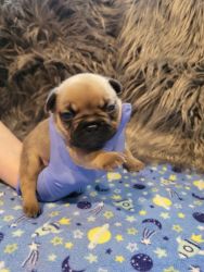 AKC Registered French bulldogs puppies