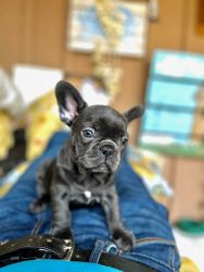 AKC REGISTERED FRENCHIE PUPPIES