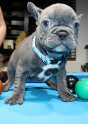 Blue Frenchie Available! AKC Registered! Pure breed, Champion DNA!