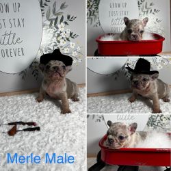 Male Frenchie